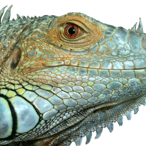 Iguana PNG