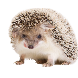 Hedgehog PNG
