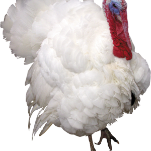 Turkey bird PNG