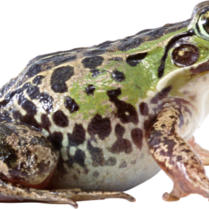 Frog PNG