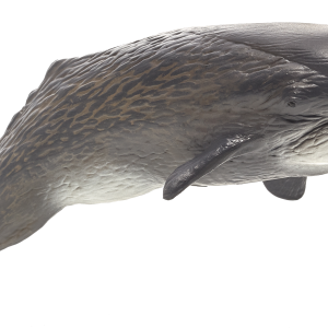 Sperm whale PNG