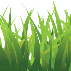 grass png image, green grass PNG picture