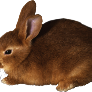 rabbit PNG