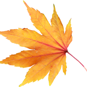autumn PNG leaf
