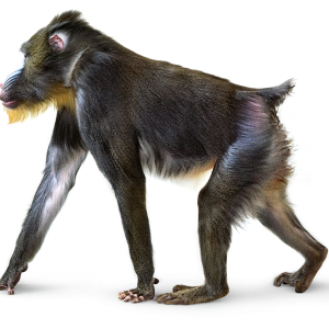 Monkey PNG
