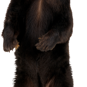 brown bear PNG image