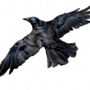 Raven PNG
