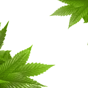 Cannabis PNG