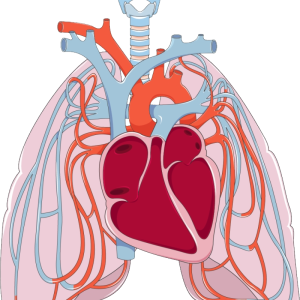 Lungs PNG