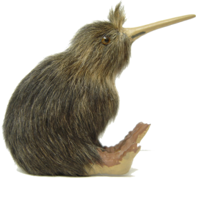 Kiwi bird PNG