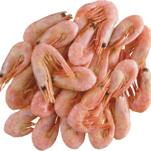 Shrimps PNG image
