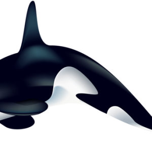Killer whale PNG