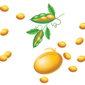 Soybean PNG