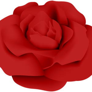 Rose PNG
