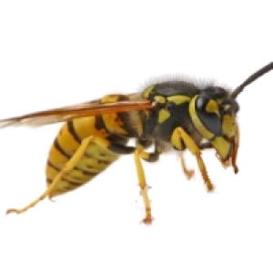 Wasp PNG