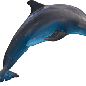 Dolphin PNG
