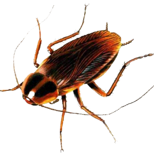 Roach PNG