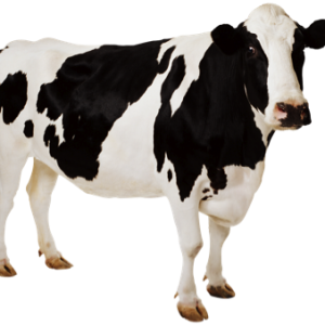 Cow PNG image