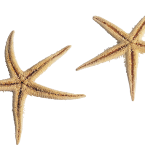 Starfish PNG