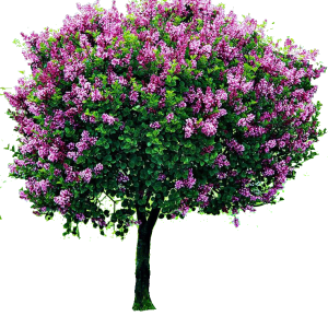 Lilac PNG