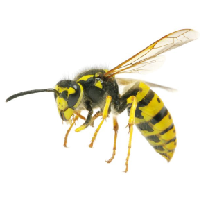 Wasp PNG