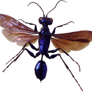 bug PNG image