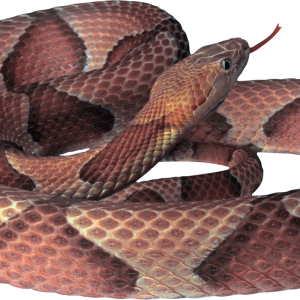 Snake PNG image picture download free
