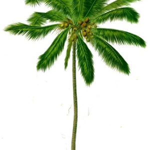 Palm tree PNG