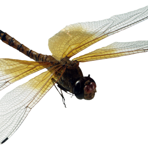 Dragonfly PNG