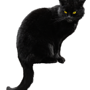 Cat angry PNG