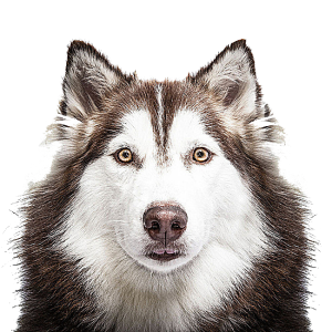 Husky PNG
