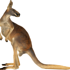 Kangaroo PNG