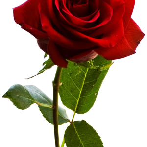 Rose PNG