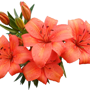 Lilium PNG