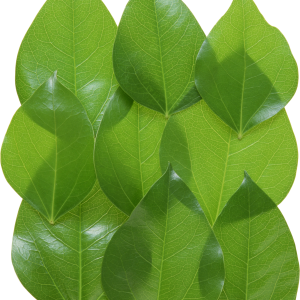 Green leaves picture PNG