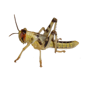 Grasshopper PNG