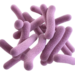 Bacteria PNG