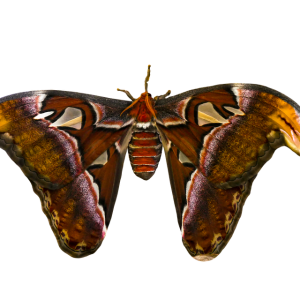 Moth PNG