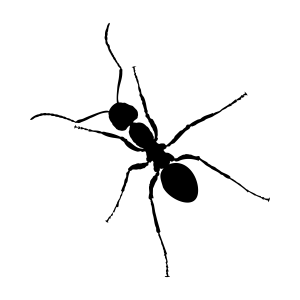 ant PNG