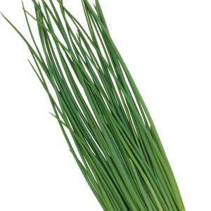Leek PNG