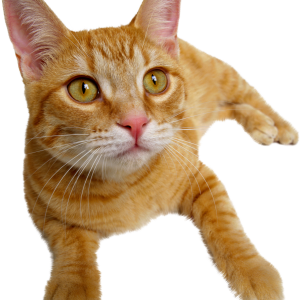 laying cat PNG ginger