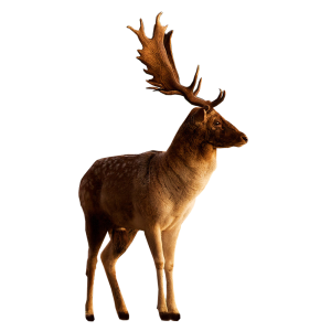 Deer PNG image