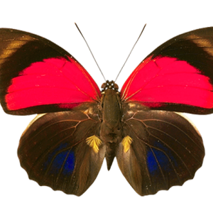 Butterfly PNG image