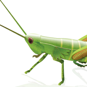 Grasshopper PNG