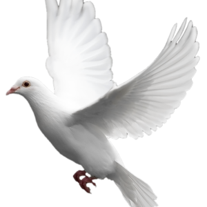 White flying pigeon PNG image