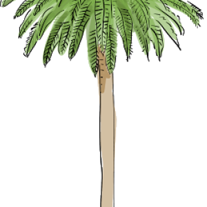 Palm tree PNG