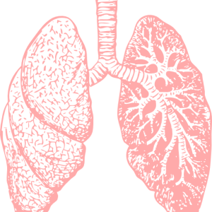 Lungs PNG
