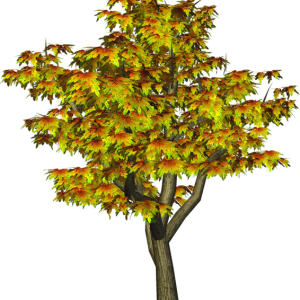 tree PNG