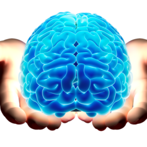 Brain PNG
