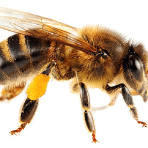 Bee PNG